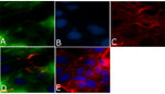 ZO-3 Antibody in Immunocytochemistry (ICC/IF)