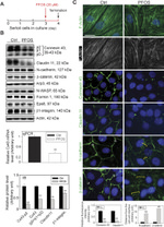 beta Catenin Antibody in Western Blot, Immunocytochemistry (WB, ICC/IF)