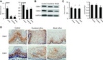 Claudin 1 Antibody in Western Blot, Immunohistochemistry (WB, IHC)