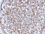 CD11b/MAC-1 Antibody in Immunohistochemistry (Paraffin) (IHC (P))