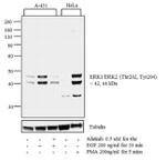 Phospho-ERK1/ERK2 (Thr202, Tyr204) Antibody in Western Blot (WB)