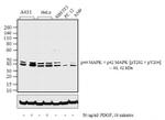 Phospho-ERK1/ERK2 (Thr202, Tyr204) Antibody