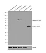 6x-His Tag Antibody in Western Blot (WB)