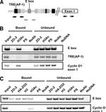 ZO-2 Antibody in Immunoprecipitation, ChIP Assay (IP, ChIP)