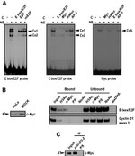 ZO-2 Antibody in Immunoprecipitation (IP)