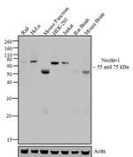 Nectin 1 Antibody in Western Blot (WB)