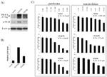 V5 Tag Antibody in Western Blot (WB)