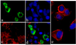 V5 Tag Antibody in Immunocytochemistry (ICC/IF)