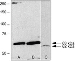 AMPK gamma-2 Antibody in Western Blot (WB)