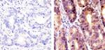 SOCS1 Antibody in Immunohistochemistry (Paraffin) (IHC (P))