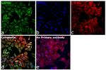 GAPDH Antibody in Immunocytochemistry (ICC/IF)