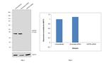 GAPDH Antibody in Western Blot (WB)