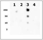 Histone H2AK9ac Antibody in Dot Blot (DB)