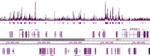 Histone H2BK5ac Antibody in ChIP-Sequencing (ChIP-Seq)