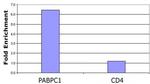 Histone H3K23ac Antibody in ChIP Assay (ChIP)