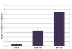 LSD1 / KDM1A Antibody in ChIP Assay (ChIP)