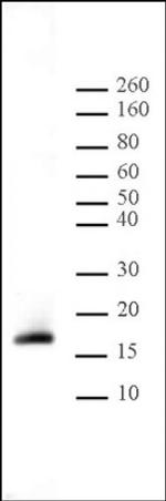 Histone H3K9me2 Antibody in Western Blot (WB)