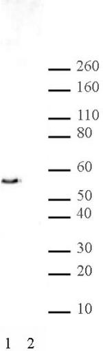 JMJD2D Antibody in Western Blot (WB)