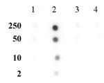 Histone H3K56me2 Antibody in Dot Blot (DB)