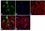 NQO1 Antibody in Immunocytochemistry (ICC/IF)