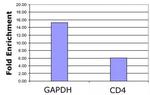 Histone H3K4ac Antibody in ChIP Assay (ChIP)