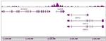 Histone H3K4ac Antibody in ChIP-Sequencing (ChIP-Seq)