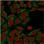 Galectin-1/Human Placental Lactogen (hPL) Antibody in Immunocytochemistry (ICC/IF)