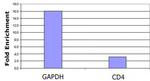 Histone H3K79ac Antibody in ChIP Assay (ChIP)