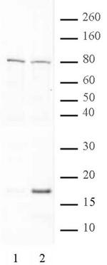 Histone H3K79ac Antibody in Western Blot (WB)