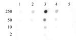 Histone H2BK46me2 Antibody in Dot Blot (DB)