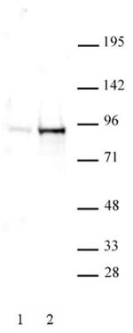 Phospho-STAT5A/B (Tyr694, Tyr699) Antibody in Western Blot (WB)