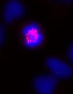 CENP-E Antibody in Immunocytochemistry (ICC/IF)