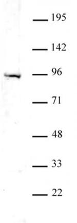 Uhrf1 Antibody in Western Blot (WB)