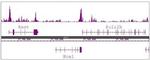 Histone H3R8me2a (asymmetric) Antibody in ChIP-Sequencing (ChIP-Seq)