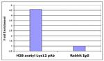 Histone H2BK12ac Antibody in ChIP Assay (ChIP)