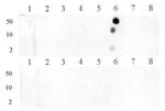 Histone H3R8me1 Antibody in Dot Blot (DB)