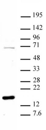 Histone H3R8me1 Antibody in Western Blot (WB)