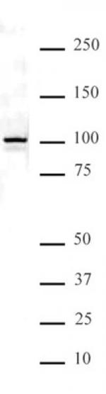 NFkB p100 Antibody in Western Blot (WB)