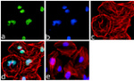 KLF6 Antibody in Immunocytochemistry (ICC/IF)