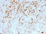 LH-beta (Luteinizing Hormone-beta) Antibody in Immunohistochemistry (Paraffin) (IHC (P))