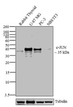 c-Jun Antibody in Western Blot (WB)