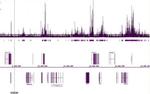 Histone H3K18ac Antibody in ChIP Assay (ChIP)