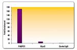 Histone H3K18ac Antibody in ChIP Assay (ChIP)