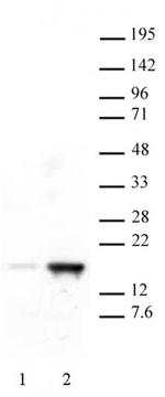 Histone H3K18ac Antibody in Western Blot (WB)