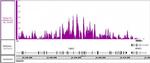 Histone H3 Antibody in ChIP Assay (ChIP)