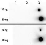5-Hydroxymethylcytosine (5-hmC) Antibody in Dot Blot (DB)