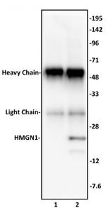 HMGN1 Antibody in Immunoprecipitation (IP)