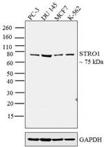 STRO-1 Antibody in Western Blot (WB)