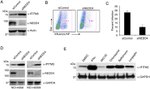 GAPDH Antibody in Western Blot (WB)