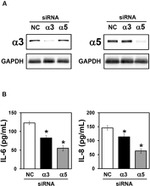 GAPDH Antibody in Western Blot (WB)